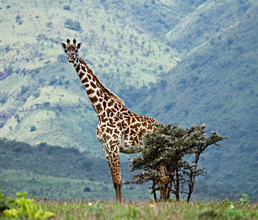 Ngorongoro Crater Wildlife Safari