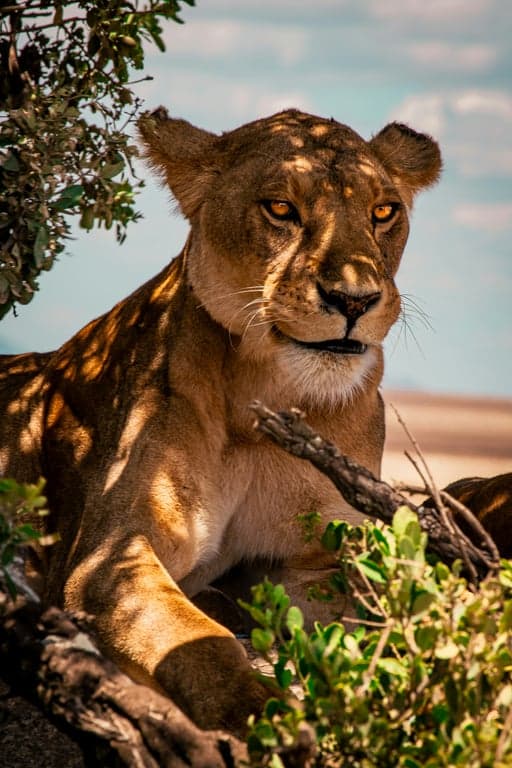 Serengeti Rasta Safari Experience